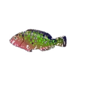 Juvenile Stareye Parrotfish